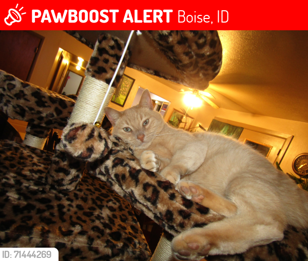 Lost Male Cat last seen Preece, Boise, ID 83704