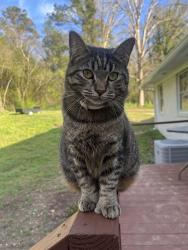 Lost Male Cat last seen Last seen on highway 13 between Eldridge and Fowler crossroads., Berry, AL 35546