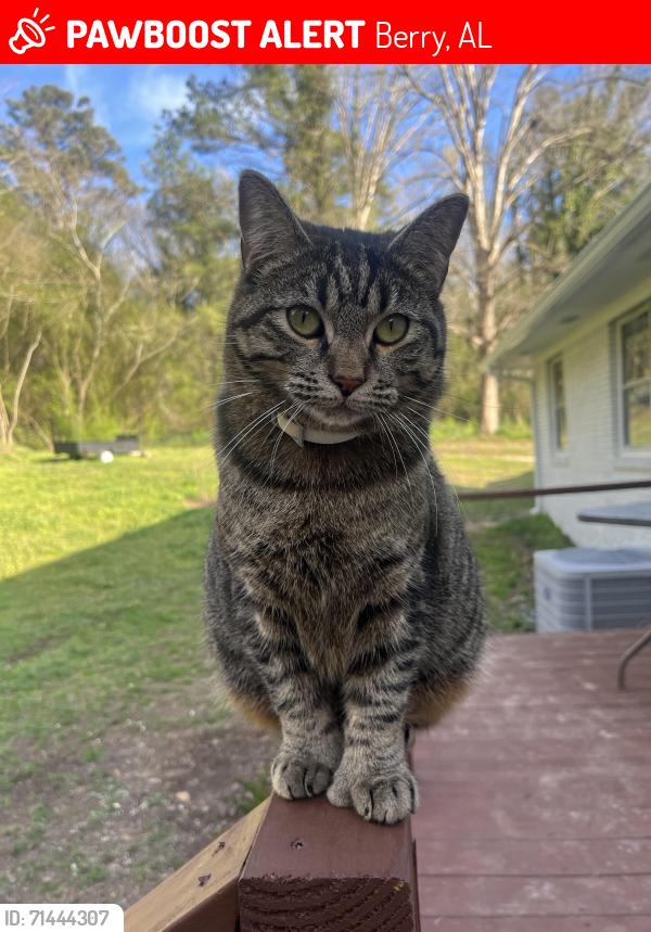Lost Male Cat last seen Last seen on highway 13 between Eldridge and Fowler crossroads., Berry, AL 35546