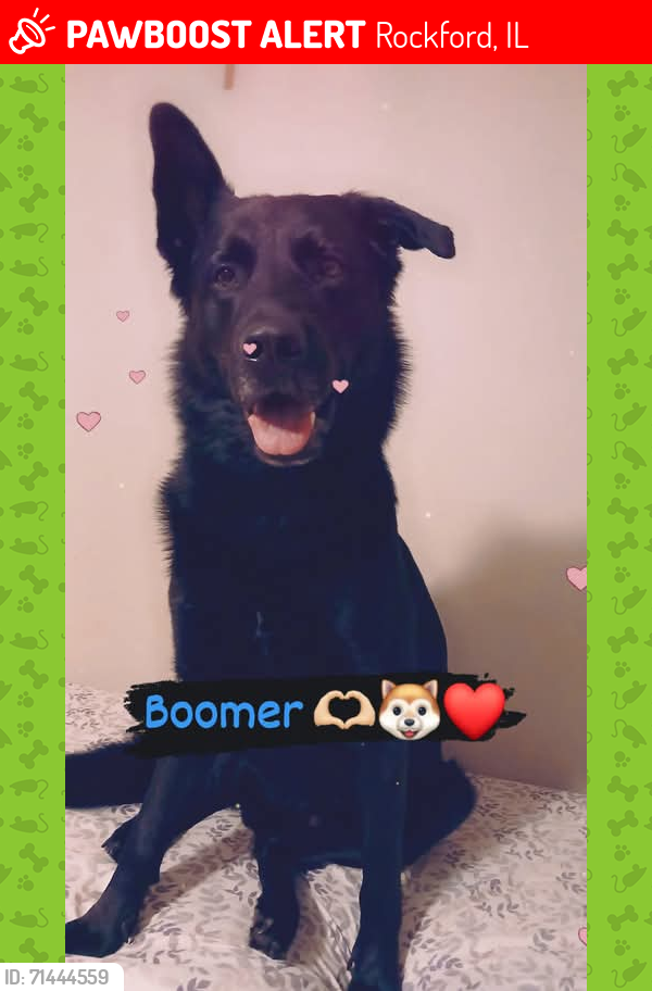 Lost Male Dog last seen Kinsey st, Rockford, IL 61109