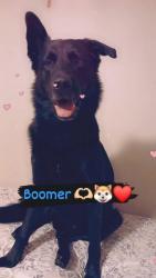 Lost Male Dog last seen Kinsey st, Rockford, IL 61109