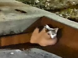 Lost Male Cat last seen Cheddington/Windemere, also Raintree Neighborhoods, Lee's Summit, MO 64082