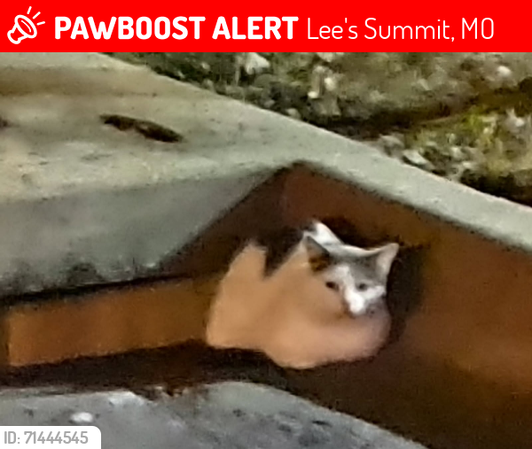 Lost Male Cat last seen Cheddington/Windemere, also Raintree Neighborhoods, Lee's Summit, MO 64082