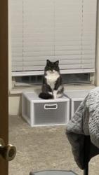 Lost Female Cat last seen Quail Run Drive and Canterberry Pkwy, Parker, CO 80138