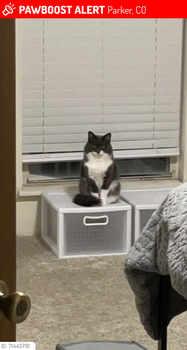 Lost Female Cat last seen Quail Run Drive and Canterberry Pkwy, Parker, CO 80138