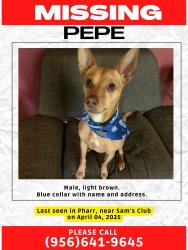 Lost Male Dog last seen Jackson Rd and Jackson Ave. Pharr, TX, Pharr, TX 78577