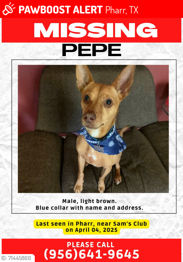 Lost Male Dog last seen Jackson Rd and Jackson Ave. Pharr, TX, Pharr, TX 78577