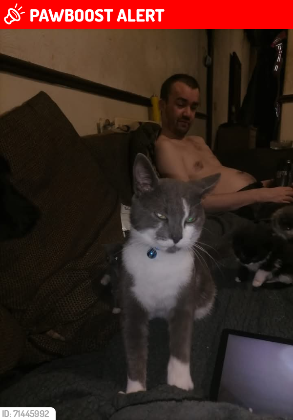 Lost Male Cat last seen Brighton road, Alvaston, England DE24 8TS