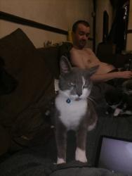 Lost Male Cat last seen Brighton road, Alvaston, England DE24 8TS