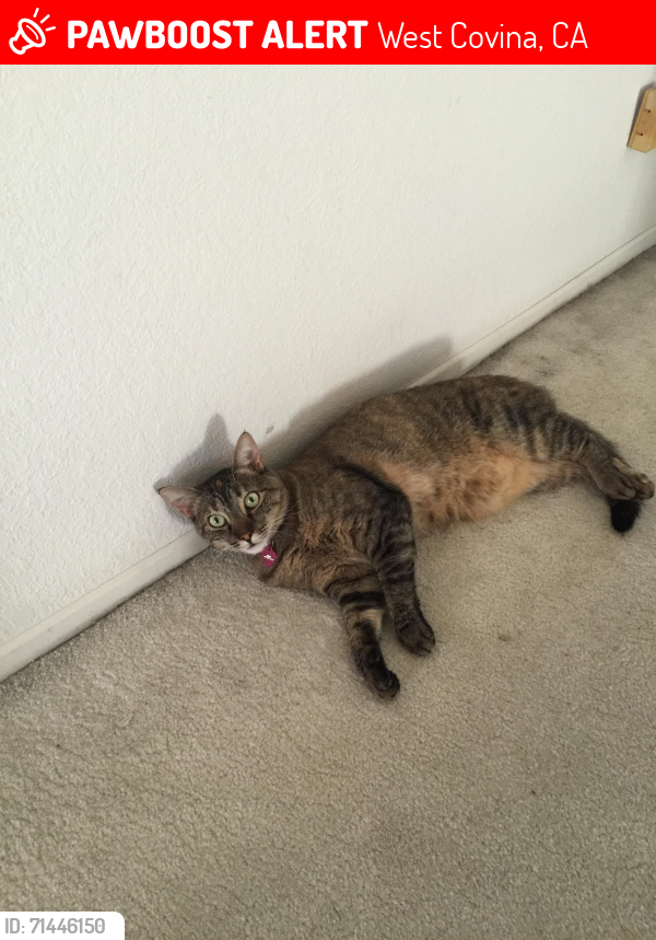Lost Female Cat last seen Reef & Island in the Sunset Palms Development, West Covina, CA 91790