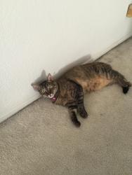 Lost Female Cat last seen Reef & Island in the Sunset Palms Development, West Covina, CA 91790