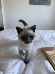 Lost Male Cat last seen 222-224, Westbourne Grove, London W11 2RH, Greater London, England W11 2RH