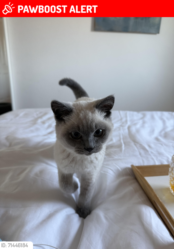 Lost Male Cat last seen 222-224, Westbourne Grove, London W11 2RH, Greater London, England W11 2RH