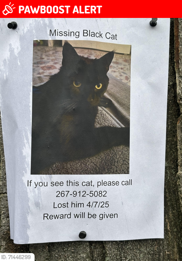 Lost Male Cat last seen Valley Glen Road Elkins Park, PA, Abington Township, PA 19027
