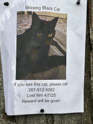 Lost Male Cat last seen Valley Glen Road Elkins Park, PA, Abington Township, PA 19027
