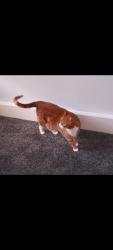 Lost Male Cat last seen Rectory Green, Prestwich M25, Prestwich, England M25