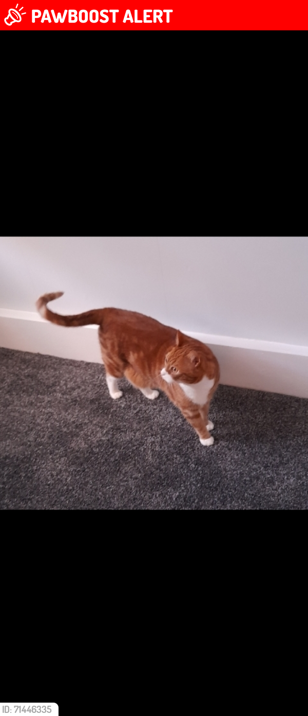 Lost Male Cat last seen Rectory Green, Prestwich M25, Prestwich, England M25