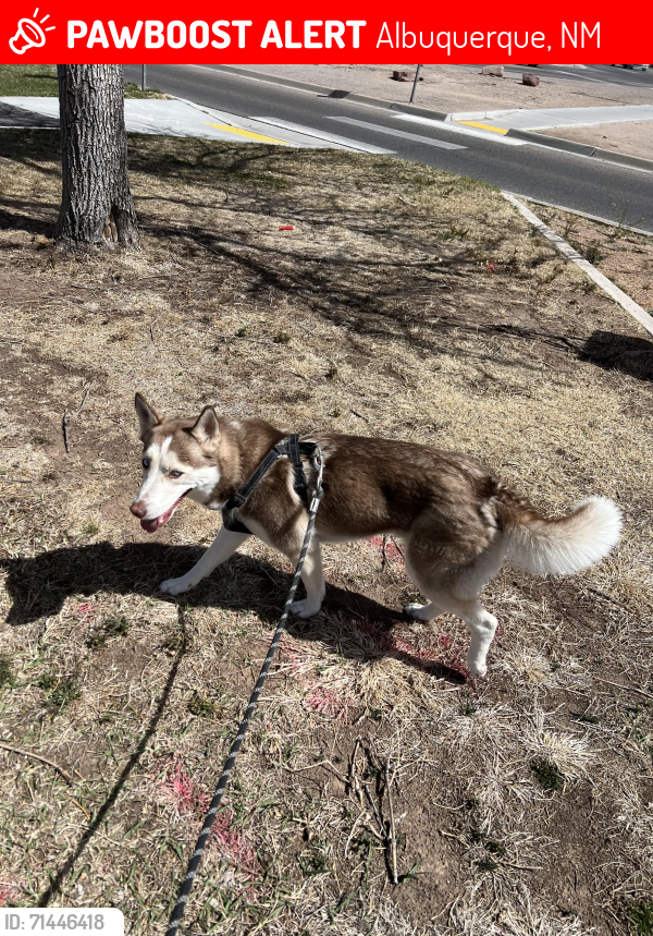 Lost Female Dog last seen Inspiration Community Arroyo Vista Blvd, Albuquerque, NM 87120