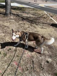Lost Female Dog last seen Inspiration Community Arroyo Vista Blvd, Albuquerque, NM 87120