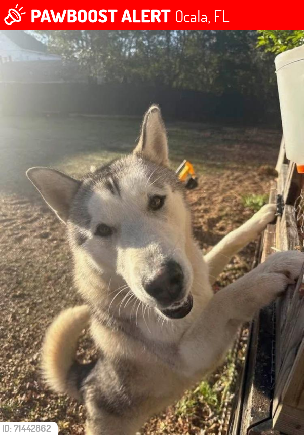 Lost Male Dog last seen Loves Gas Station Exit 59 in GA or Rest stop in Ocala, FL, Ocala, FL 34471