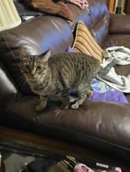 Lost Female Cat last seen Near Alicia Ct, Little Rock, AR 72204