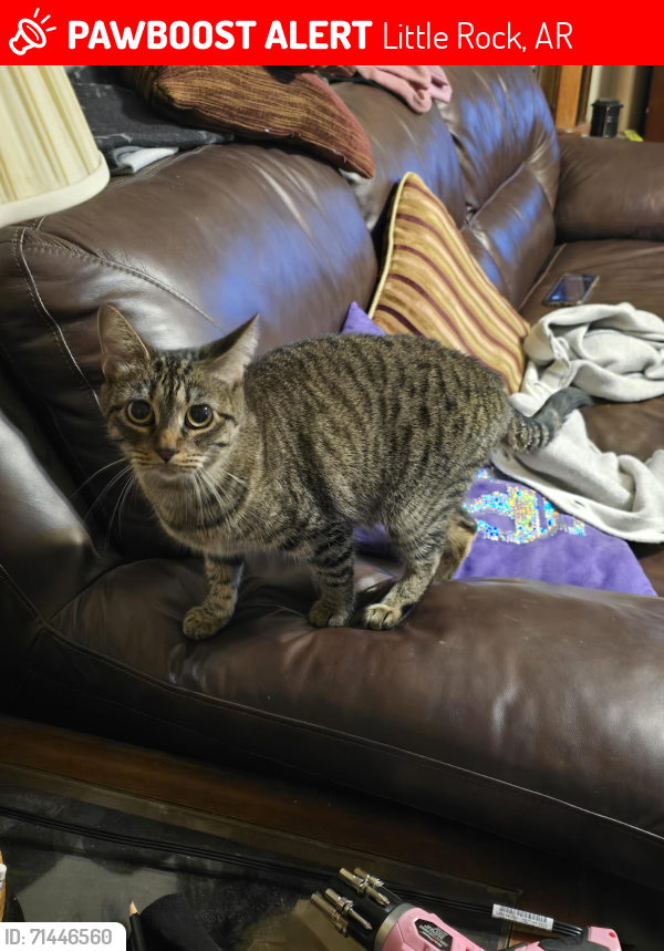 Lost Female Cat last seen Near Alicia Ct, Little Rock, AR 72204