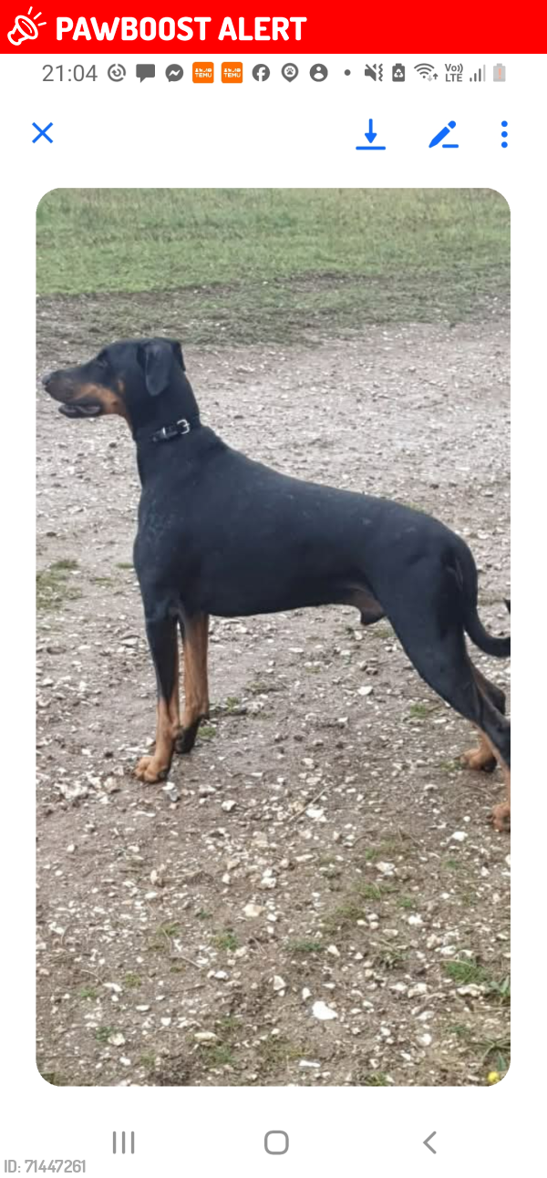 Lost Male Dog last seen Blackmoor Lane,Collingbourne Woods, Ludgershall, England SP11