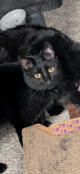 Lost Female Cat last seen Behind Ozark veterinary and Laurel Hils subdivision, Ozark, MO 65721