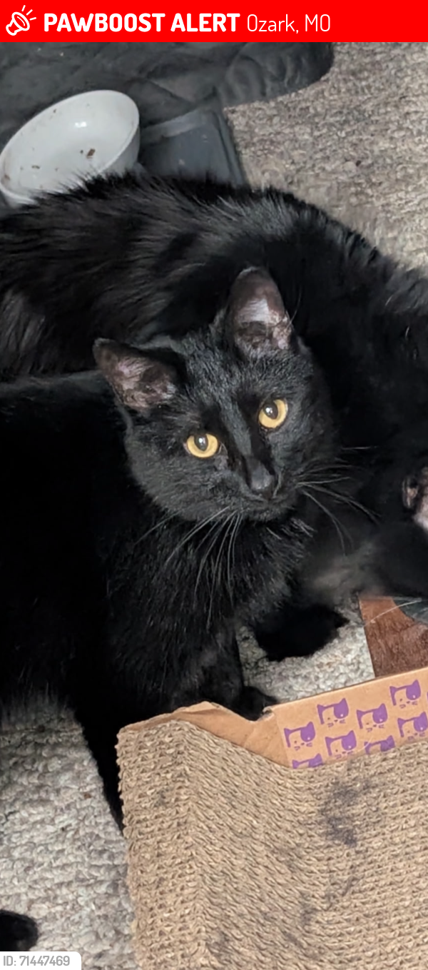 Lost Female Cat last seen Behind Ozark veterinary and Laurel Hils subdivision, Ozark, MO 65721