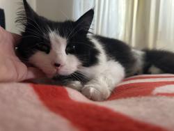 Lost Male Cat last seen Near Annsborough Park , Newry, Mourne and Down, Northern Ireland BT31 9NH