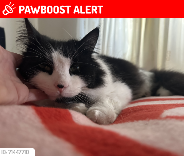 Lost Male Cat last seen Near Annsborough Park , Newry, Mourne and Down, Northern Ireland BT31 9NH