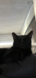 Lost Female Cat last seen Indiana Ave and E St Midland TX, Midland, TX 79701
