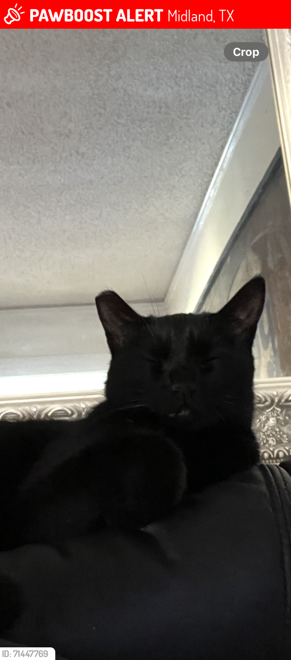 Lost Female Cat last seen Indiana Ave and E St Midland TX, Midland, TX 79701