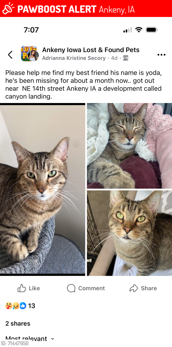 Lost Male Cat last seen Canyon landing , Ankeny, IA 50021