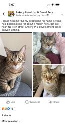 Lost Male Cat last seen Canyon landing , Ankeny, IA 50021