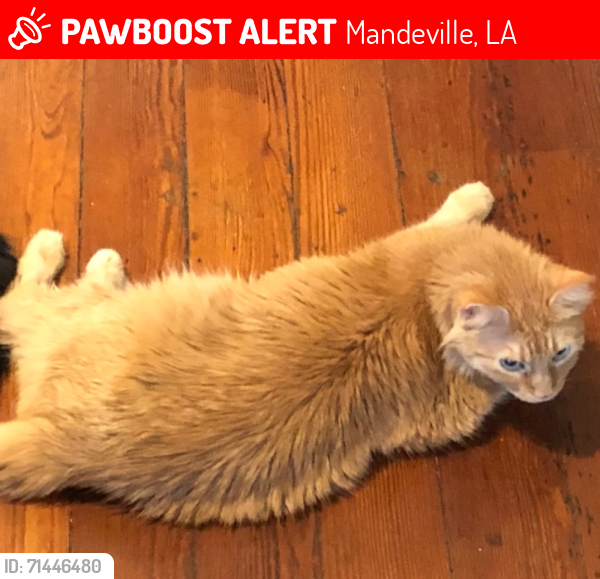 Lost Male Cat last seen Oak Island Dr., Mandeville, LA 70448