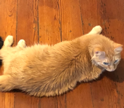 Lost Male Cat last seen Oak Island Dr., Mandeville, LA 70448