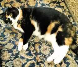 Lost Female Cat last seen Marston Drive, Morphett Vale, Morphett Vale, SA 5162