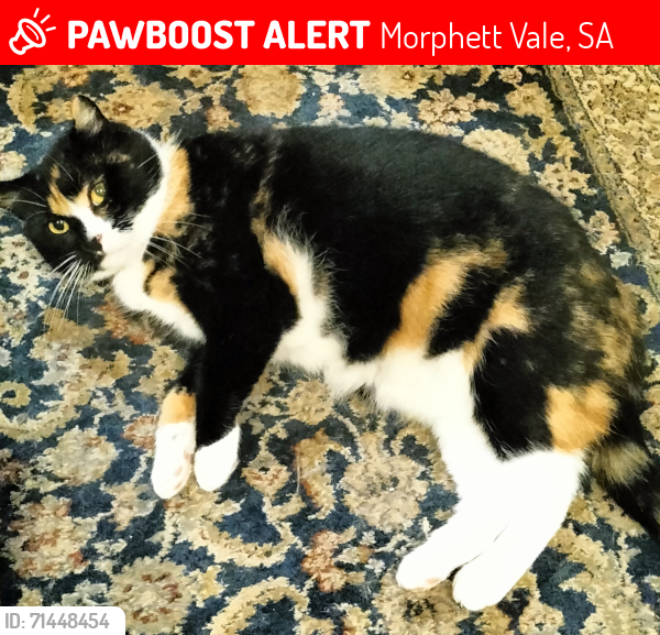 Lost Female Cat last seen Marston Drive, Morphett Vale, Morphett Vale, SA 5162