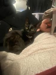 Reunited Female Cat last seen Lincoln and 6th , Corona, CA 92882