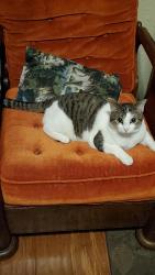 Lost Female Cat last seen Valencia and Woburn, near Barkley village , Bellingham, WA 98226