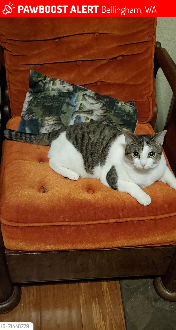 Lost Female Cat last seen Valencia and Woburn, near Barkley village , Bellingham, WA 98226