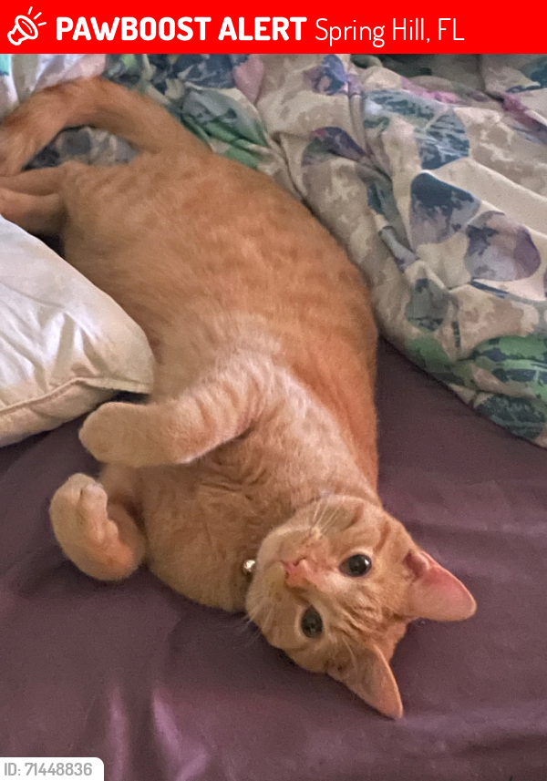 Lost Male Cat last seen Don loop/Candia , Spring Hill, FL 34609