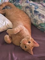 Lost Male Cat last seen Don loop/Candia , Spring Hill, FL 34609