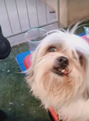 Lost Male Dog last seen Cleveland Park, Spartanburg, SC, Spartanburg, SC 29303