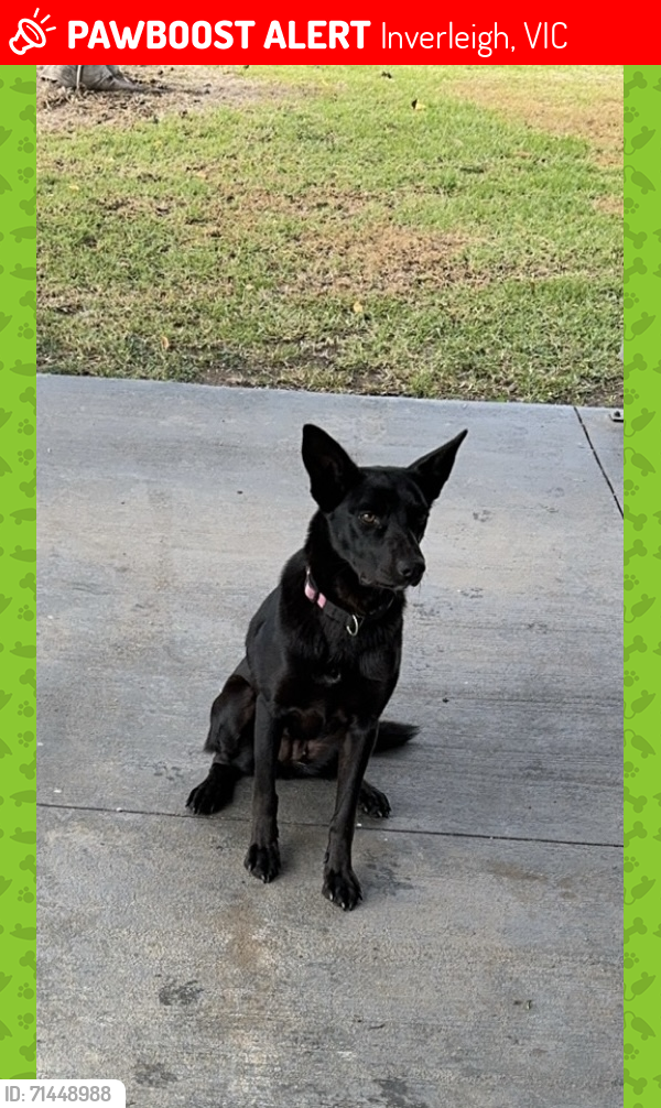 Lost Female Dog last seen Outskirts inverleigh, Inverleigh, VIC 3321