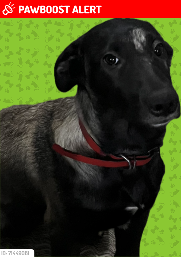 Lost Female Dog last seen Centro jacona michoacana , Jacona de Plancarte, Mich. 