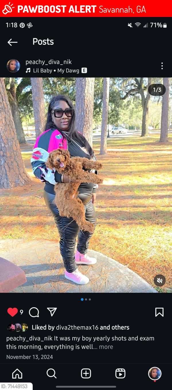Lost Male Dog last seen Savannah state , Savannah, GA 31401