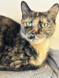 Lost Female Cat last seen Barrington Development - Priory Circle, Zebulon, NC 27597