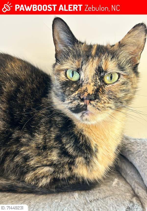 Lost Female Cat last seen Barrington Development - Priory Circle, Zebulon, NC 27597